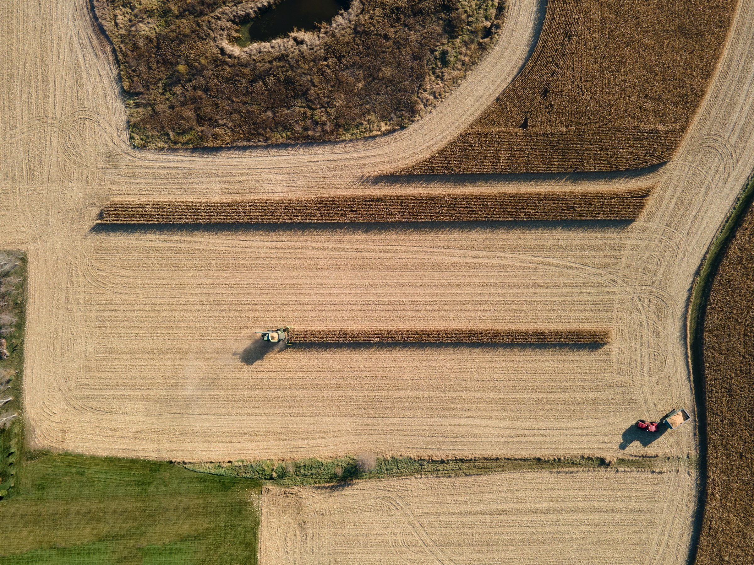 Red combine harvester working in a crop field